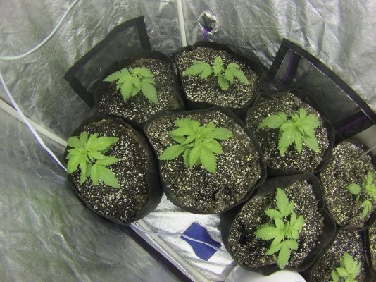 growshow5.JPG