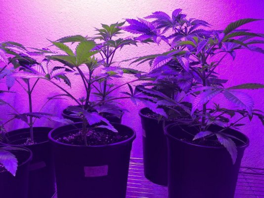 Update On Organic Led Grow