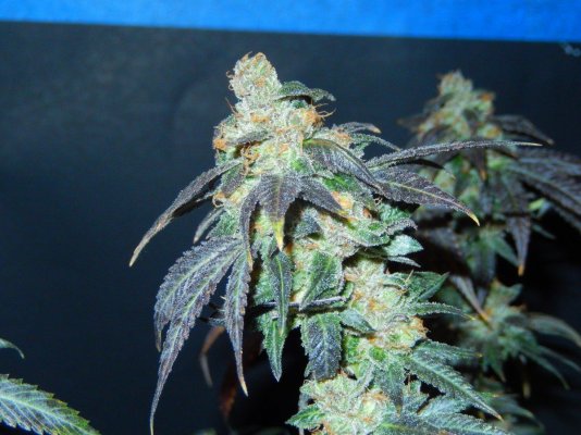 Strains New 3k Grow Show!! Watch Us Shine.