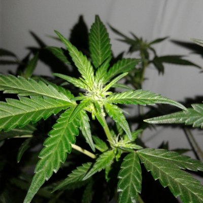 Day 21 Into Flower Bluedream/moneymaker 1000w