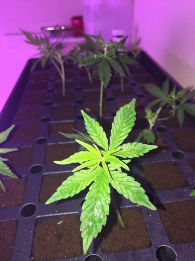 L.e.d Organic Grow