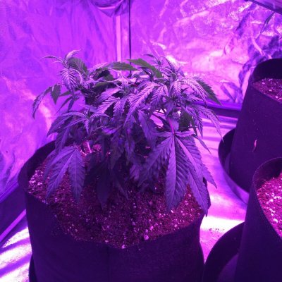 led-grow-2.jpeg