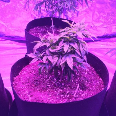 led-grow-3.jpeg