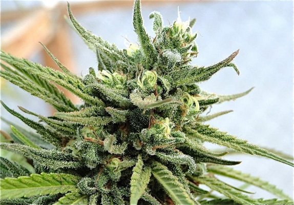 Organic Super Silver Haze.JPG