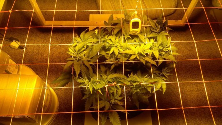 indoor-grow-alaska-one-plant-600w-10.jpg