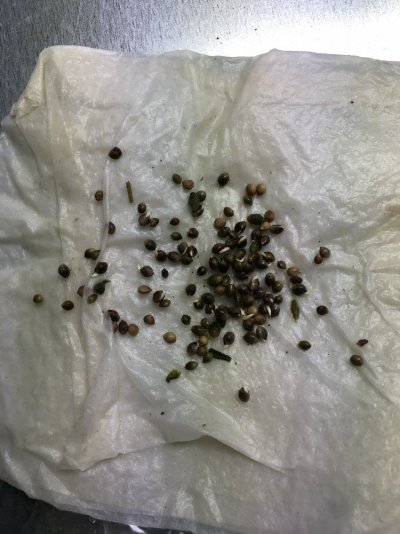 Multi Strain Grow