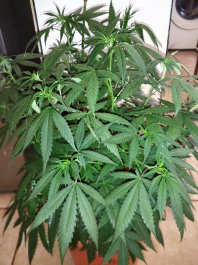purple-stems.jpg