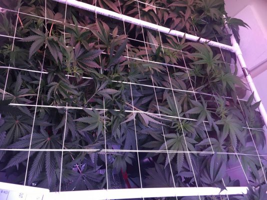 First Grow Journal - 4th Grow. Relentless Genetics White Cookies