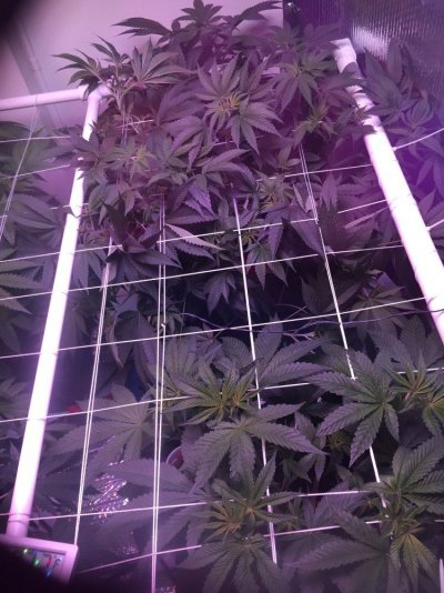 First Grow Journal - 4th Grow. Relentless Genetics White Cookies