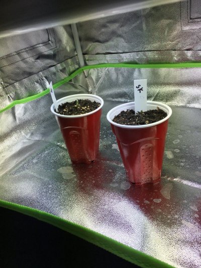 first-grow-looking-for-input.jpg