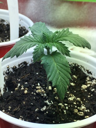 first-grow-looking-for-input-3.jpg