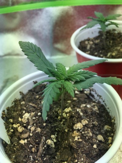 first-grow-looking-for-input-4.jpg