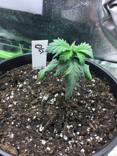 first-grow-looking-for-input-5.jpg