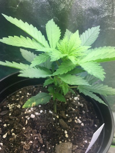 first-grow-looking-for-input-6.jpg