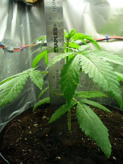Ultra Stealth Closet Grow