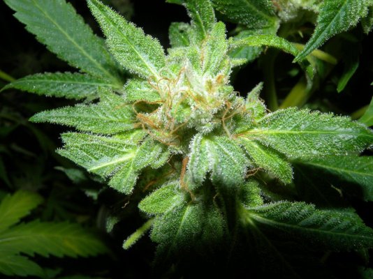 giesel-kush--white-bubba-10-weeks-9.jpg