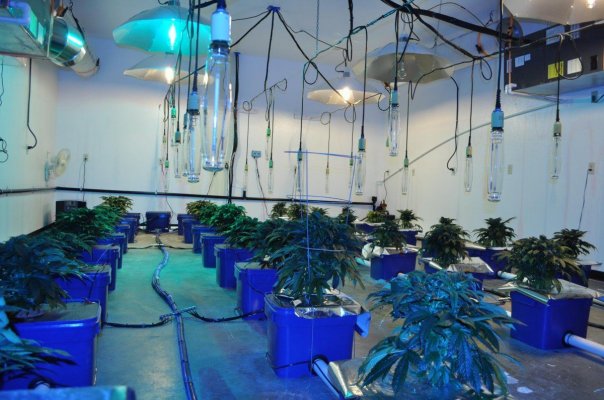 Jack's Under Current Grow 60 x 1000 watts 20 tons of AC and some CO2