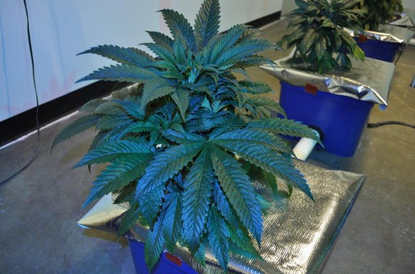 Jack's Under Current Grow 60 x 1000 watts 20 tons of AC and some CO2
