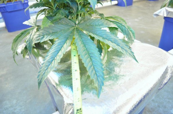 Jack's Under Current Grow 60 x 1000 watts 20 tons of AC and some CO2
