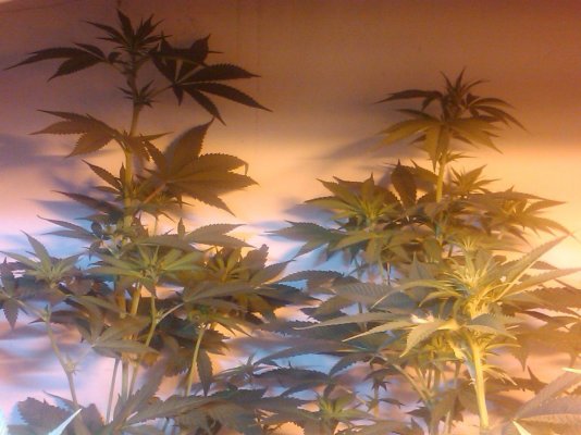 week 3 day 4 018.jpg