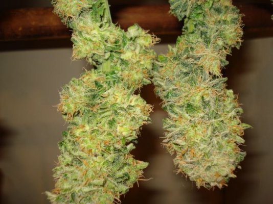 BlackJack harvest 009.jpg