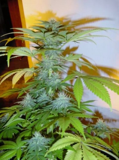 bubba kush bx-1 triploid.JPG