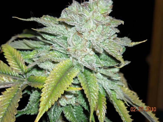 larry-og-before-the-big-chop.jpg