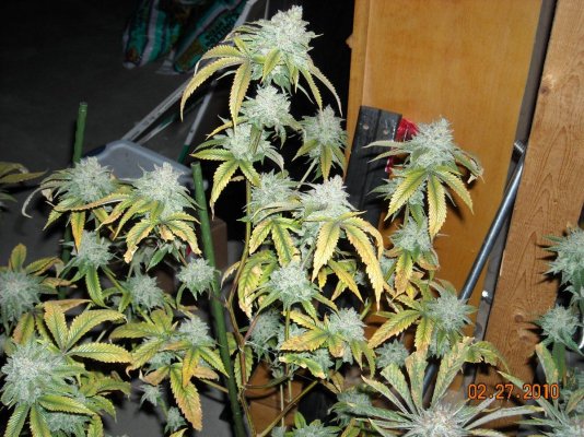 larry-og-before-the-big-chop-3.jpg