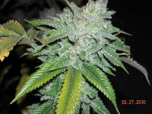 larry-og-before-the-big-chop-4.jpg