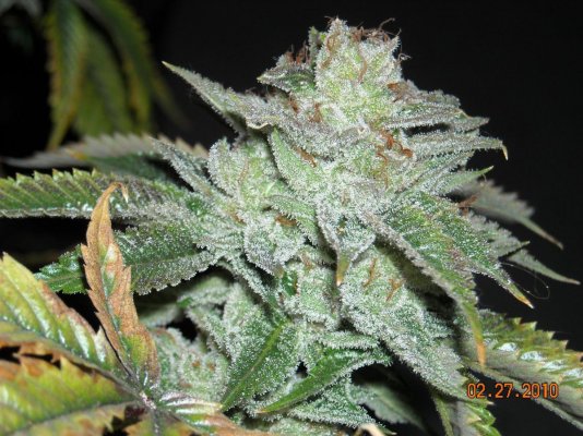 larry-og-before-the-big-chop-5.jpg