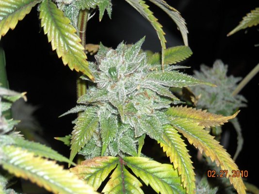 larry-og-before-the-big-chop-7.jpg