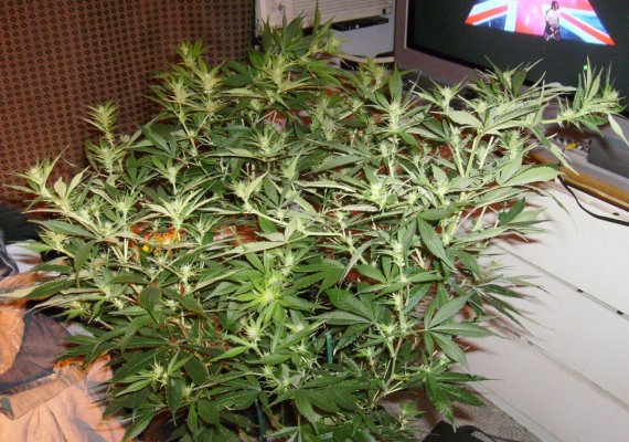 Casey Jones Day 13 of 12/12 250 H.P.S
