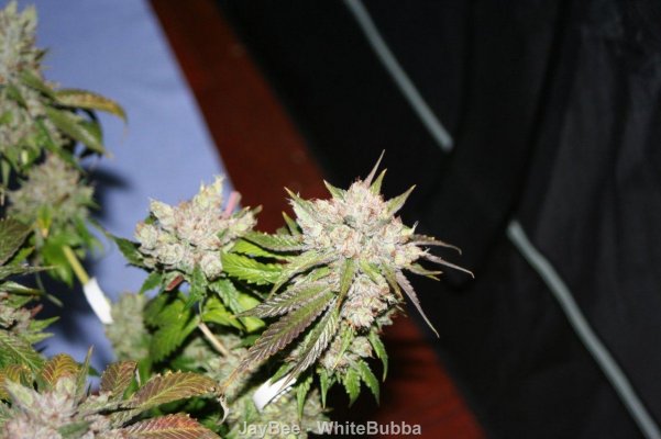 WhiteBubba_Precut_0421.JPG