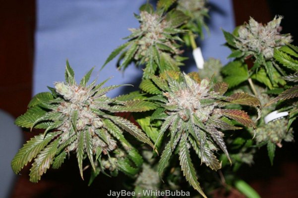 WhiteBubba_Precut_0422.JPG