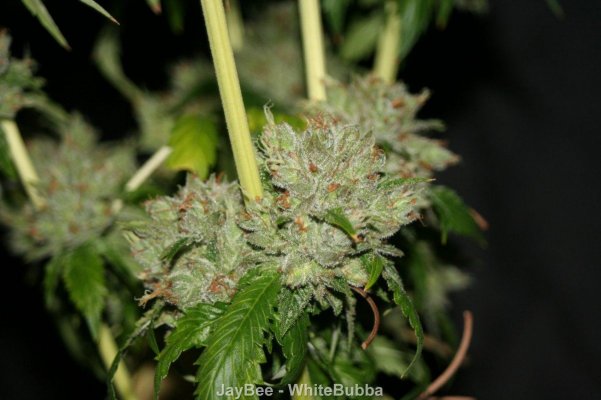 WhiteBubba_Precut_0431.JPG