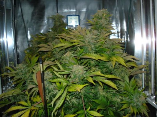 SweetSeeds BlackJack 56 days flowered 006.jpg