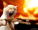 amok_cat.gif
