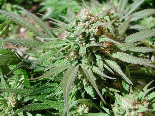 outdoor blueberry bud.JPG