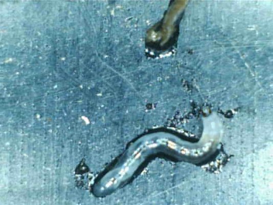 Bulb Mites?? WTF!?