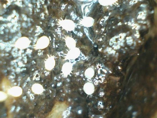 Bulb Mites?? WTF!?