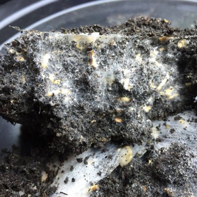 fungal-dominant-compost-teas-6.jpg