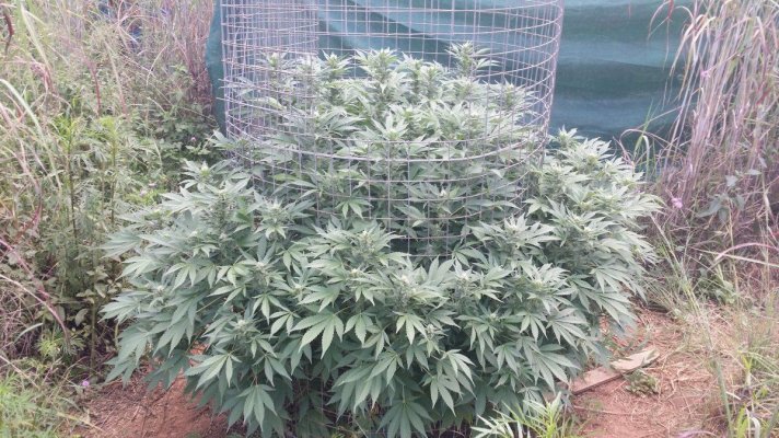 south-africa-outdoor-grow-4.jpg