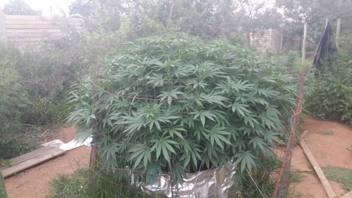 south-africa-outdoor-grow-8.jpg
