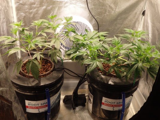 Rdwc Bucket Size Question