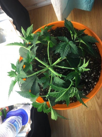 First Diarie....grow With Me