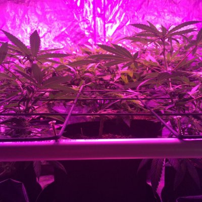 Led Grow