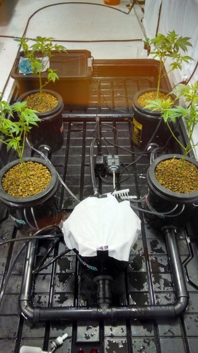 Purple Elephant Isolated Grow