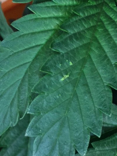 Holes In My Leaves