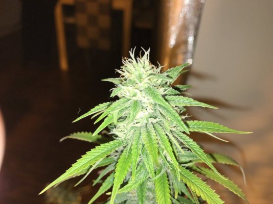 First 4x2x7 Tent Grow: Need Some Help In Week 5 Flower :p
