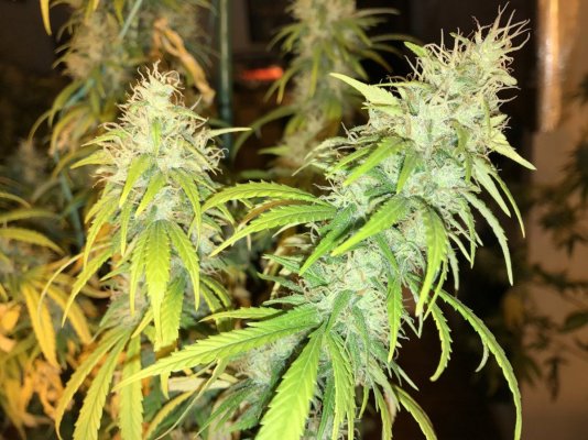 First 4x2x7 Tent Grow: Need Some Help In Week 5 Flower :p